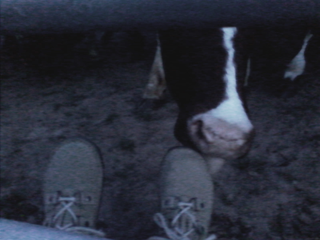 Cows feet