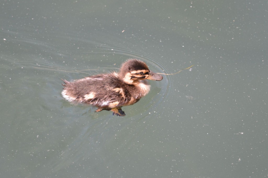 Little duckling