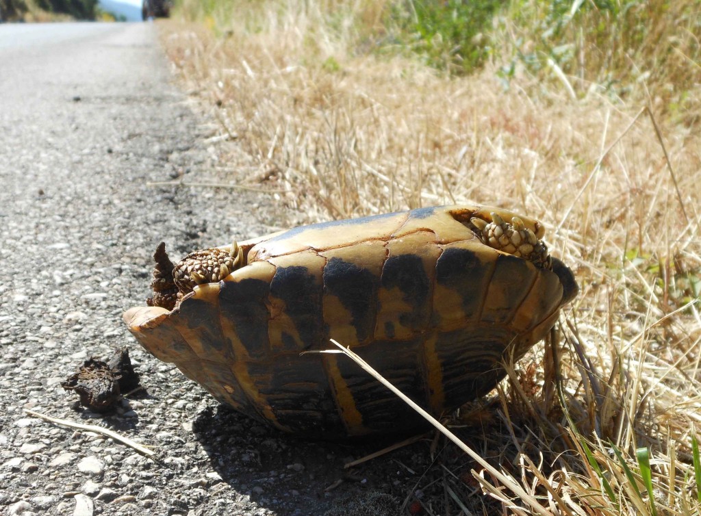 Stranded Tortoise