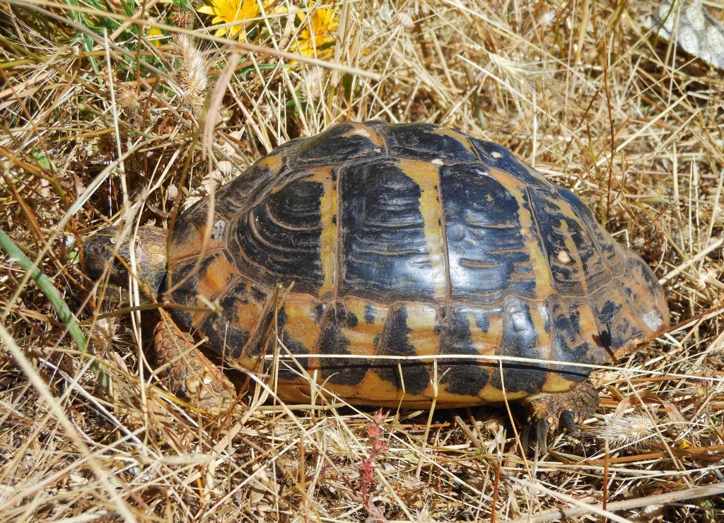 Free Tortoise