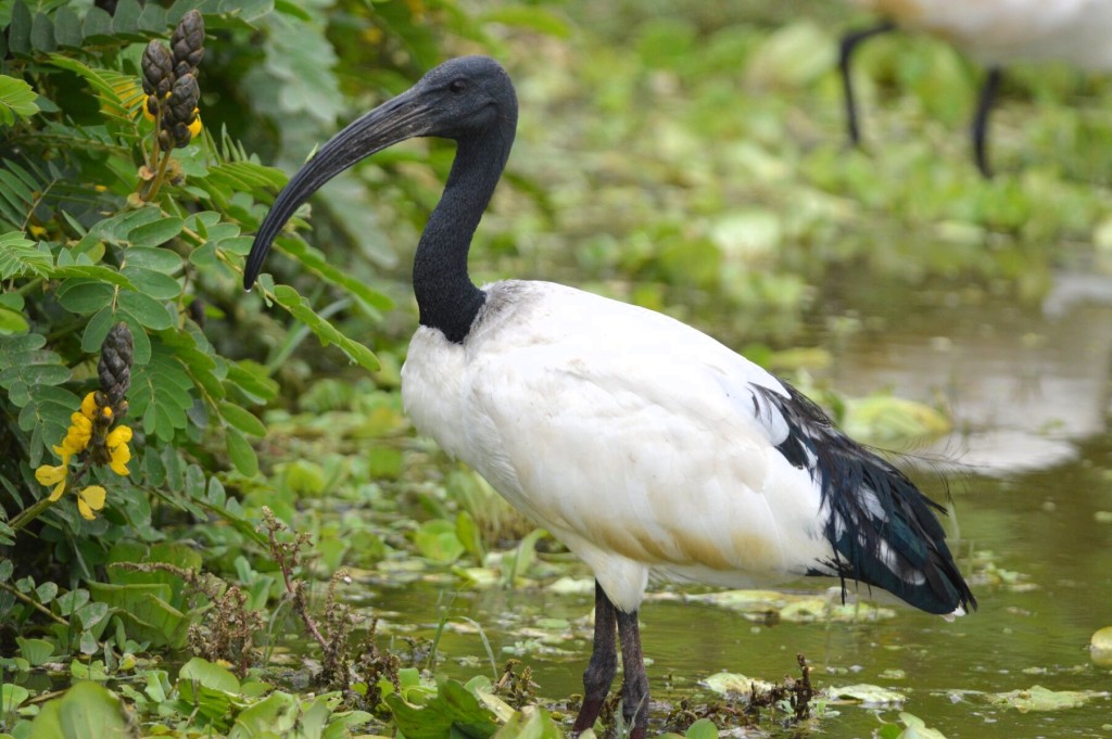 Beautiful stoic birds on the lakes of Southern Ethiopia