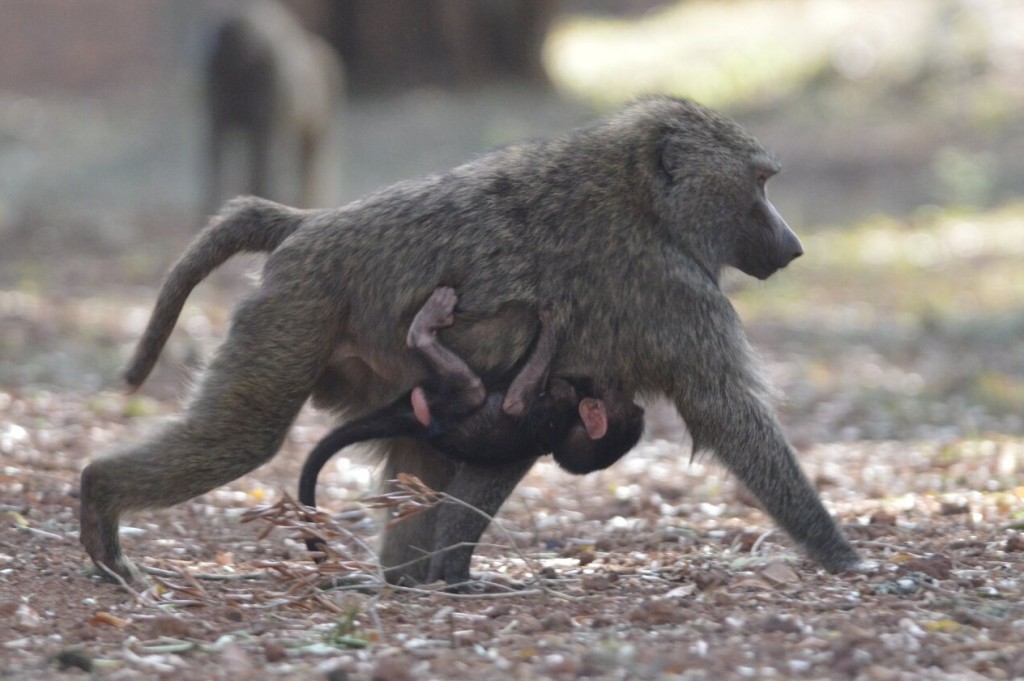 Olive Baboon with baby