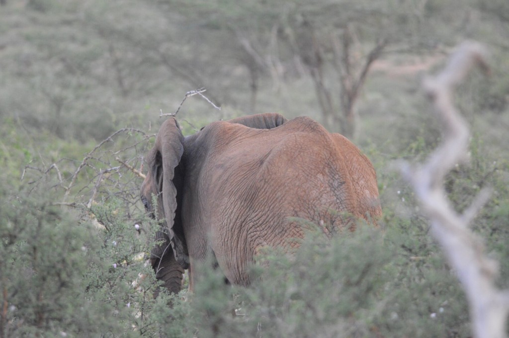 Shy elephant - our first elephant!