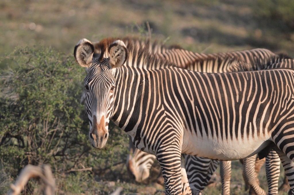 Zebras watching us mere humans