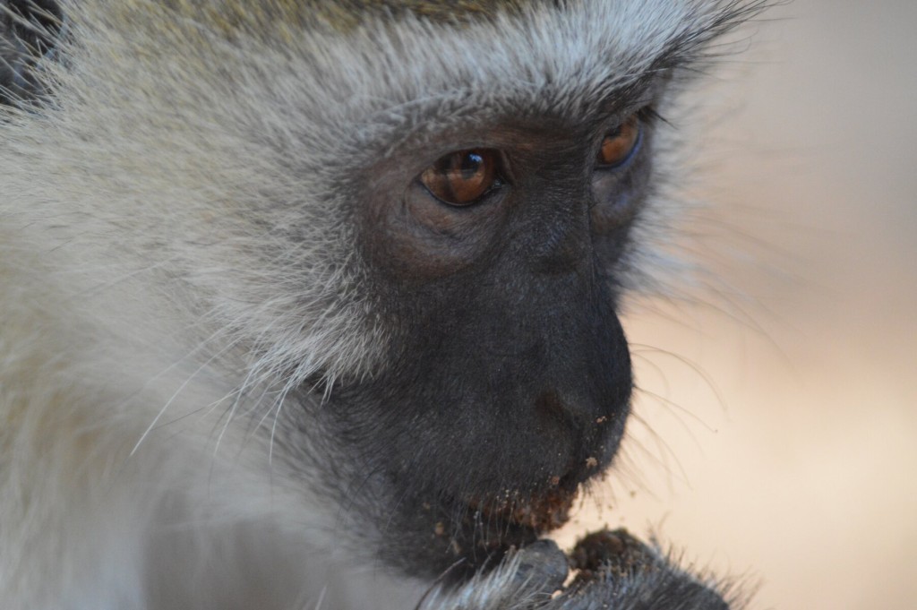 Monkey eating sand...