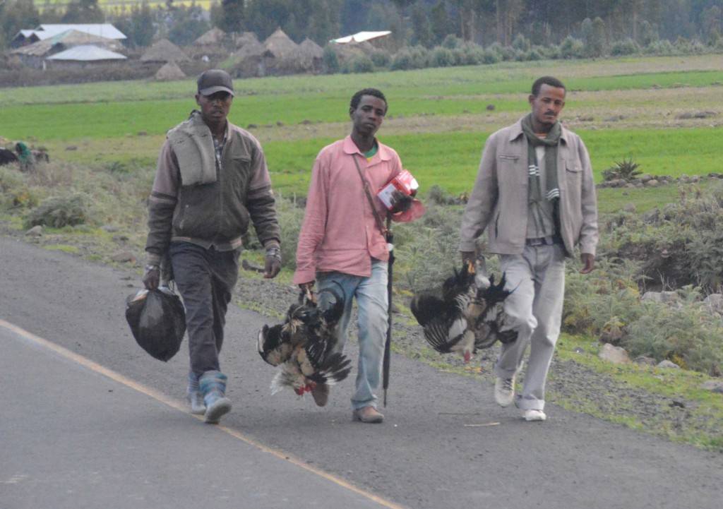 Men carrying live chickens upside down to be sold and/or butchered (Ethiopia)