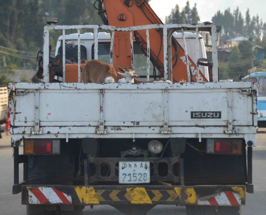 Live sheep being transported to be sold in markets or (and) slaughtered. We saw a lot of these in Ethiopia