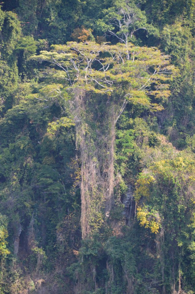 Bearded Trees