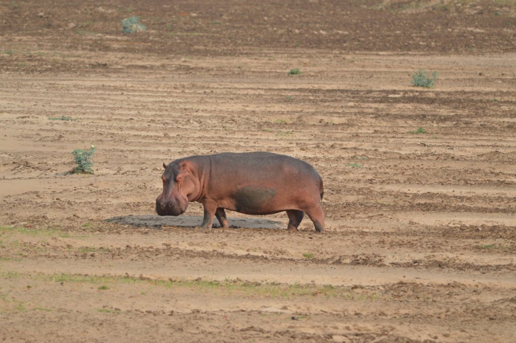 Hippo or Moomin?