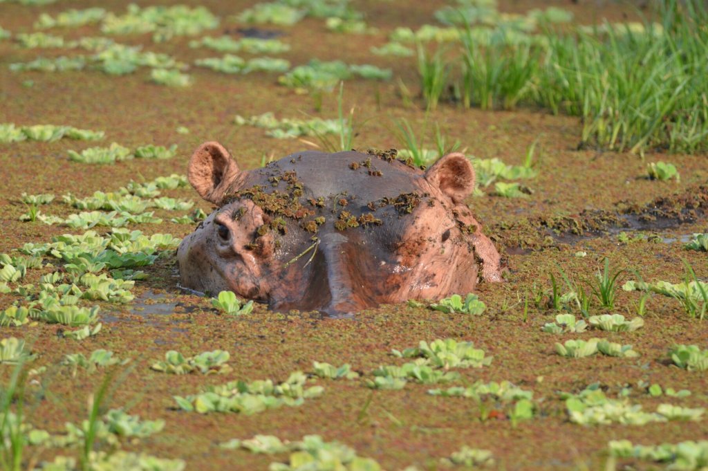 The campsite's resident hippo.