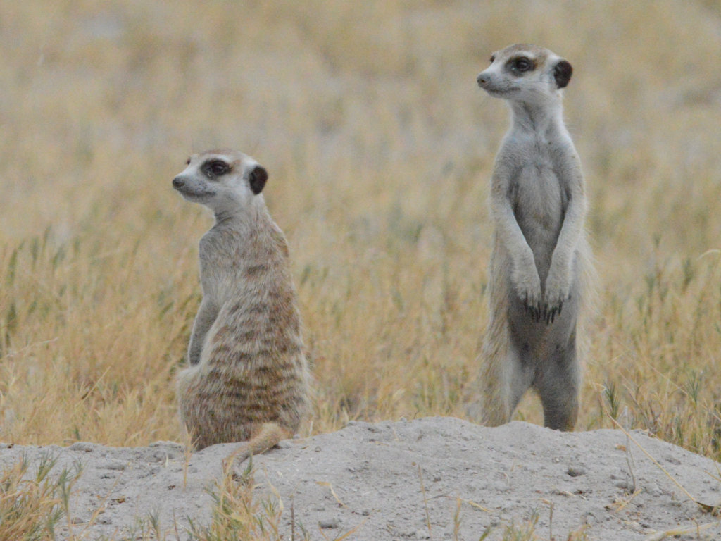 Meerkats do not sound Russian...