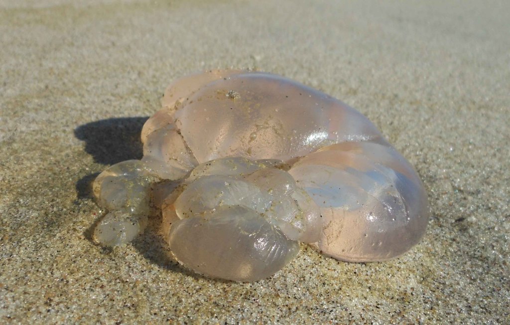 Bits of jellyfish on the beach