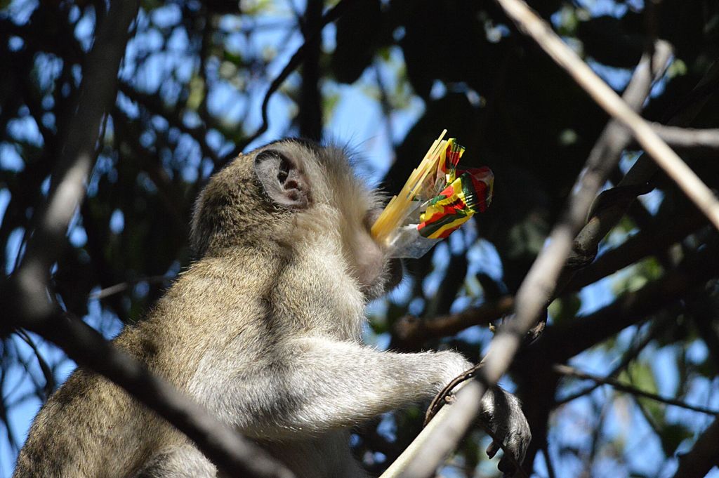 Spaghetti Monkey