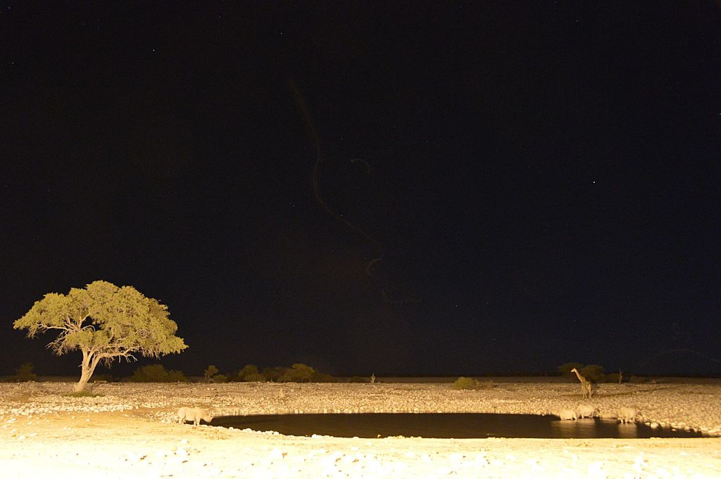 Rhinos and friends at the waterhole