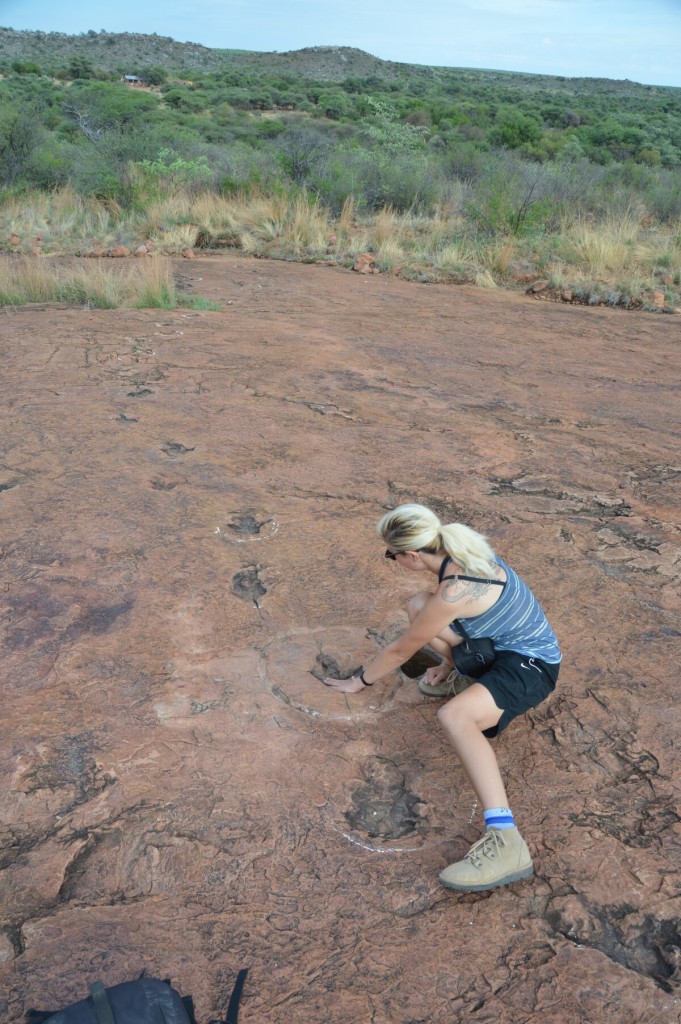 Checking out the paw prints...