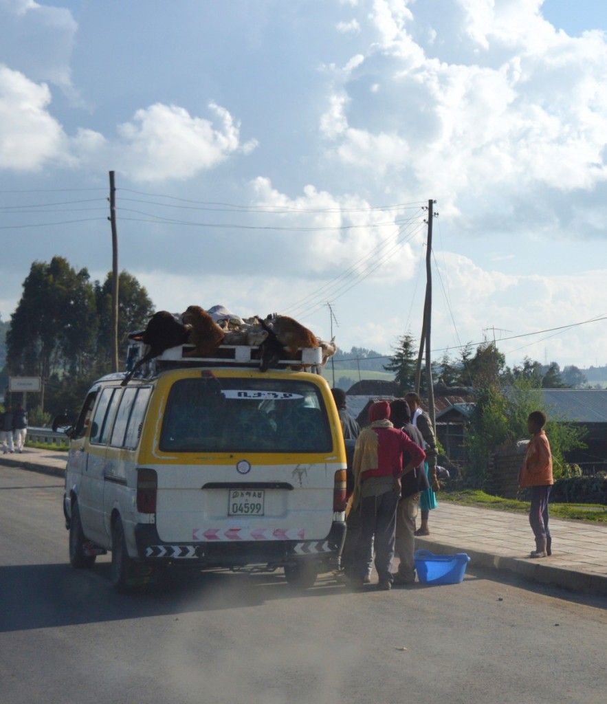 Ethiopia - Live Sheep travel on the roof.