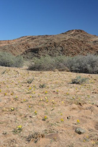 Flowering Desert