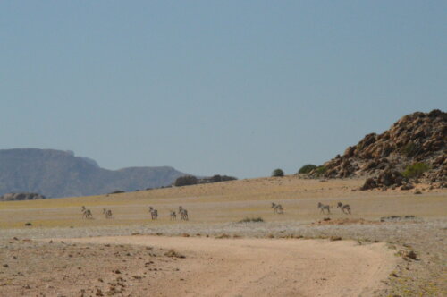 Namib Naukluft Zebra