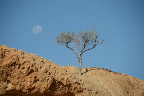 Moon - Tree - Rock