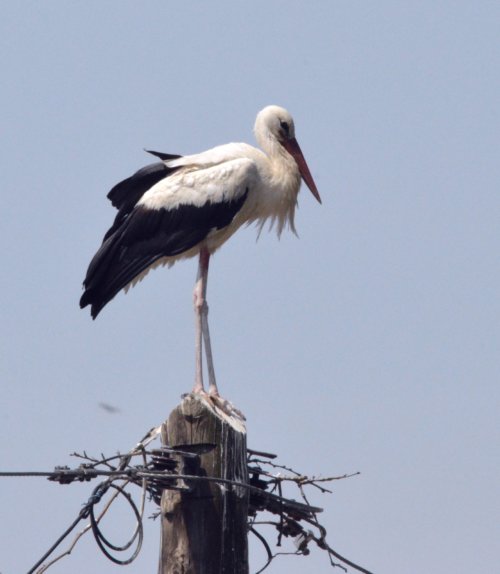 In Greece, storks nested on telegraph posts and ancient monuments.