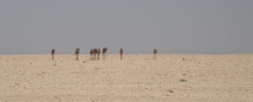 I like this - classic desert heat haze with wandering camels.