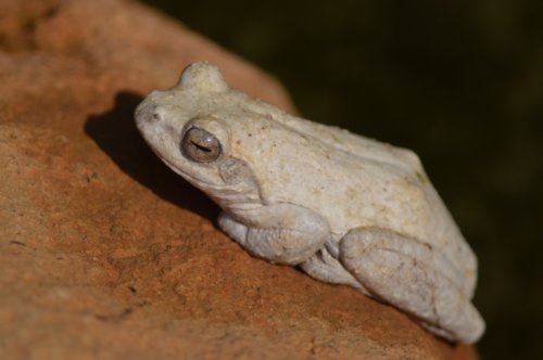 A less well camouflaged frog, Malawi