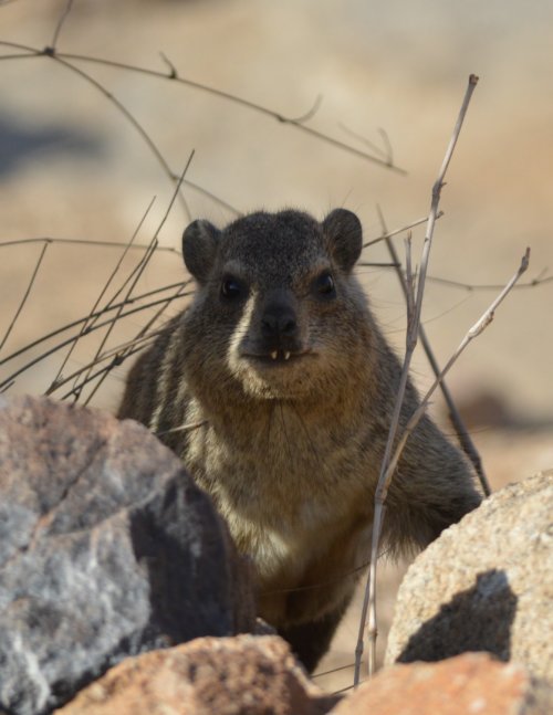 Ahhh, a cheeky cabbage snatching Rock Hyrax in the Namib Desert