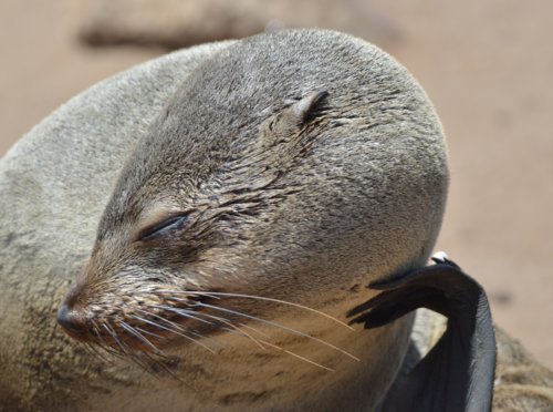 A bashful Cape Cross seal.