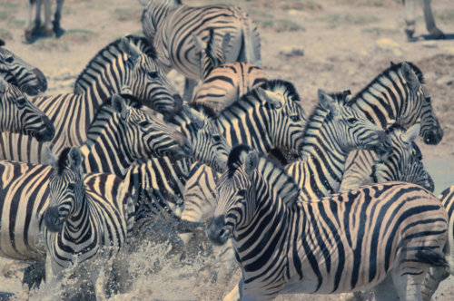 Not sure what spooked them, but these Zebra in Etosha suddenly decided to scatter.