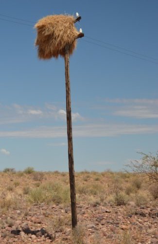 Like the Storks in Greece, Weaver Birds make use of artificial trees too.