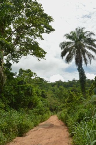 A typical Togo road through the woods.