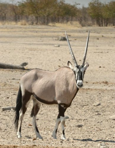 Gemsbok...my favourite antelope.