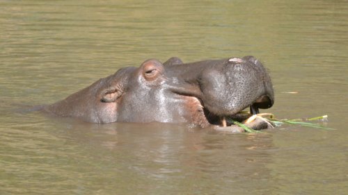 Back in Zambia its Hippo Snack Time