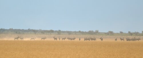 Phokoje Pan Antelopes